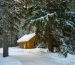finska-borovice-v-lese-s-domeckem